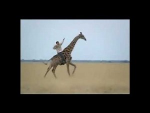 Giraffe Ride