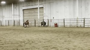 110K views · 3.5K reactions | Two year old proving we just get in the way  | ASH Performance Horses | Facebook