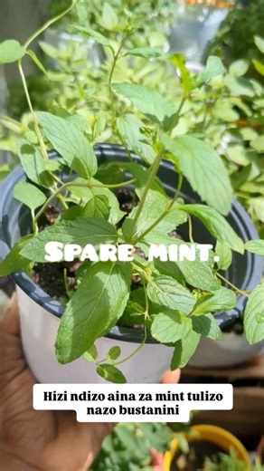 The Healing Garden on Instagram: "Hello dears, Leo nataka ufahamu aina za Mint tulizonazo, kama tunavyojua Mint ni kiungo pendwa sana kinachotumiwa na watu wengi ulinwenguni....!! Zipo aina nyingi sana za mint, na Kila mint Ina ladha yake ya tofauti japo hazipishani, sasa Leo nimewaonesha Mint tulizonazo, next time tutaendelea kujifunza zaidi kuhusu aina hizi za Mint na matumizi yake..!! 🌱Aina za Mint 🌱Chocolate Mint 🌱Apple Mint 🌱Spare Mint 🌱Common Mint Nt: usisite ku order miche, type orde