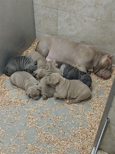 happy mother american bully pocket and her babies sleeping quietly.this îs bigdogs Romania