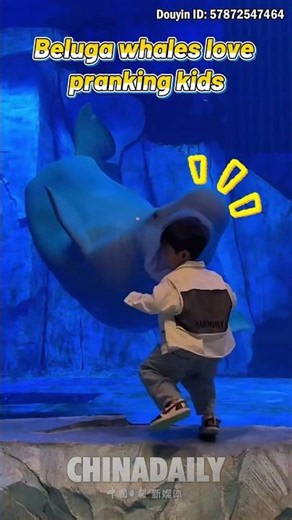 Beluga whales love pranking kids