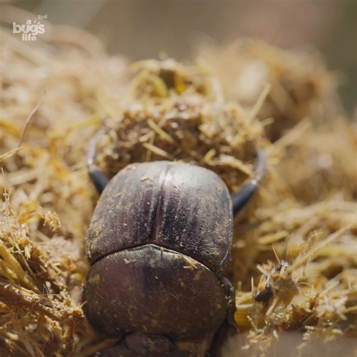 Clean up on aisle—everywhere! 🚨 Within just 15 minutes of a dung drop, over 4,000 dung beetles could turn up, ready to get to work. This natural clean-up crew plays a crucial role in the savanna, keeping the ecosystem healthy and preventing the plains from being covered in waste. | National Geographic Animals