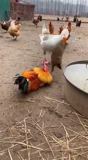 Mink vs Rooster: Farmyard Tale with Goose & Chickens! 🐔🦢 #FarmLife #AnimalShowdown