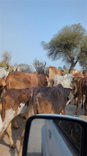 Beautiful Cow Herd in Village 🐄 | Peaceful Rural Life in Pakistan | Massive Cow Real Farm Life
