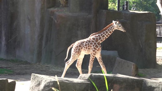 How to shop for local gifts while supporting the Milwaukee County Zoo