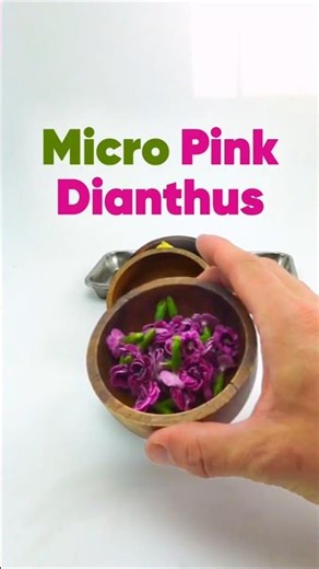 Micro Pink Dianthus & Pineapple | Edible Flowers for Modern Plating