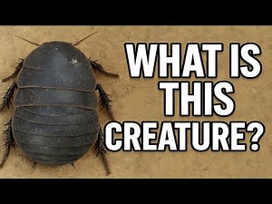 10-Year-Old Cockroach That Lives Underground?!