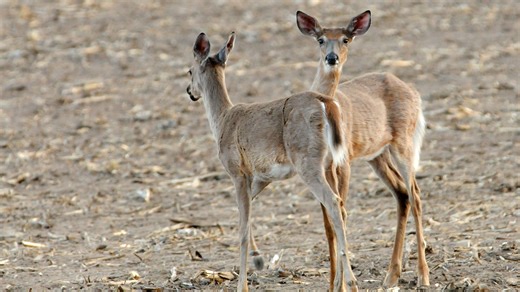 Zombie deer? Yes, and chronic wasting disease is now in Florida. 12 things you should know