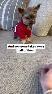 I did the math several times… and this is the correct answer 😎 #funnydogs #mathproblems #yorkielove #dog | Sammy in the City