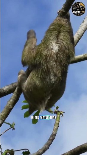 ​Mind-Blowing Unique Facts About Sloths! Change Your Perspective #uniquefacts #animals #wildlife