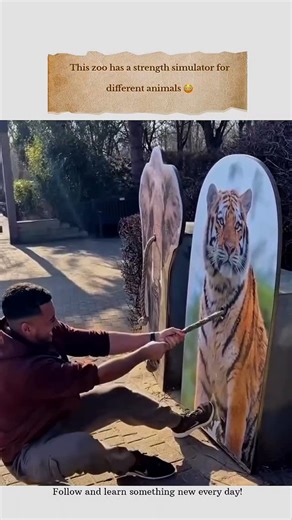 Science | cosmos on Instagram: "Strength simulators frequently draw comparisons between human power and that of animals, but the differences are staggering. A gorilla can lift more than ten times its own body weight, while even tiny creatures like ants outshine us when it comes to strength relative to size. While humans excel in intelligence, when it comes to sheer physical power, nature reigns supreme. #Explore #Trending #explore"