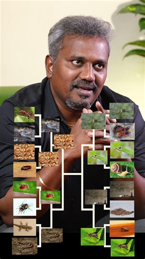 This or That: Which Pest Is the Most Dangerous?