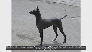 Effective Training Tips for Your Peruvian Hairless Dog
