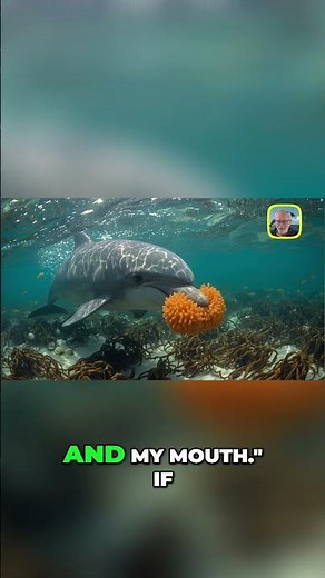 Dolphins Using Tools! Smart Ocean Animals' Amazing Abilities!