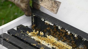 Beekeeper pulling frame out of nucleus colony beehive and examining