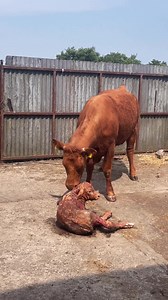 Another one delivered safely! 💪😍 #backbritishfarming 🇬🇧 📹 Insta: thevetatthecoast19 | FarmingUK