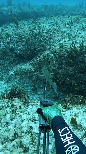 648K views · 10K reactions | Spearfishing in Crystal Clear Water! #spearfishing #fishing | Ryan Myers Spearfishing | Facebook