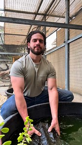 20K views · 135 reactions | The GODZILLA of turtles the ALLIGATOR SNAPPING TURTLE  #wildlife #turtle #turtles #turtlesofinstagram #alligatorsnappingturtle #snappingturtle #reptile #reptiles #reptilesofinstagram #reptilelover #reptilekeeper #viral #حيوانات #حيوانات_اليفه #سلاحف_برمائية | Karimwildlife | Facebook