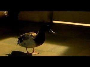 gogglebox duck Scene Video