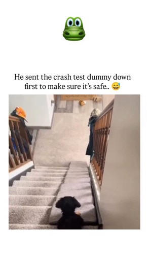 Unviversal Clips on Instagram: "This viral video, originally from a 2021 Dutch TV Gelderland segment, depicts a black puppy pushing a stuffed toy down a mattress-lined staircase as a "safety test" before sliding down itself, emphasizing canine curiosity and caution in a lighthearted way. , an account specializing in wholesome animal moments, the post amassed 87,000+ likes and 3 million views within days, demonstrating the enduring popularity of relatable pet antics amid fast-paced social media t