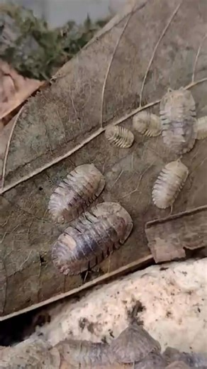 Philippine pride🤩🇵🇭 F. Wobbegong #isopods #springtails | Springpod Ph