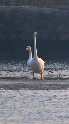 一只身材高挑的小天鹅单独起飞 #birds #wildlife #animals