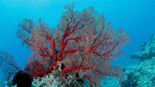 4.8M views · 7.9K reactions | Coral reefs in south China's Sansha...