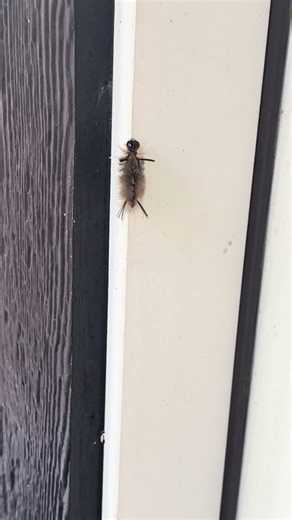 A spiked alien visitor…any idea what kind?! #nature #critters #wildlife #catterpillar #gardening