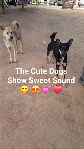 Two Cute Dogs Saying Hello with Sweet Sounds 🐾💕. #dogs #facts #animals #puppy #cute #gsds