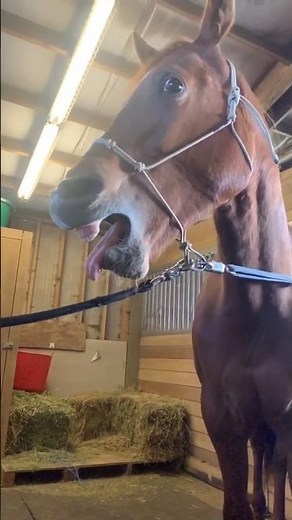 The 3 Most Terrifying Horses in the World 😨 The Last One Is Truly Scary…