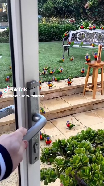 all together now... #birdswitharms #birds #birdsoftiktok #birdsofprey #funnybirds #fyp #birdwatching