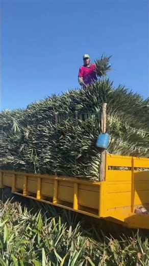 High-Tech Cabbage Harvest! Efficient Conveyor System in Action