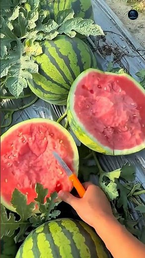 🤯(Pt.-2)This Fruit Lounch Like Machine Gun!