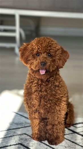 What kind of dog is a Poodle? What should I pay attention to when raising a Poodle? Which is the ...