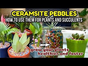 WHAT'S CERAMSITE PEBBLES AND LECA CLAY? How to use ceramsite pebbles for plants and Succulents Guide