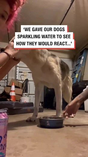 175K views · 4.5K reactions | If you do this, you are a massive c**t ! #dogs #dogtraining #remix #react | Southend Dog Training | Facebook