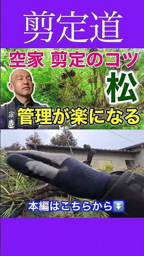 Make Pruning Easy!! Tips for a Pine Tree Neglected for Years #PruningTechniques #PineTree #Garden...