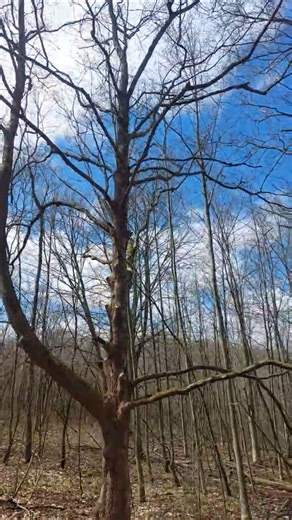 ancient ironwood #fypシ​ #viral​ #deerhunting​ #deer​ #nature​