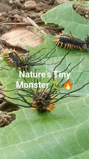 Alien-Looking Spiny Caterpillars Found on a Leaf 😱🐛