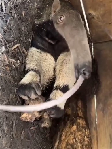 Giant Anteater: Fascinating Facts About Their Toothless Nature