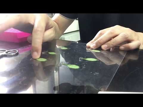 Arabidopsis protoplast isolation with tape
