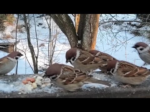 Tree Sparrows and Yellowhammers Feeding in the Backyard