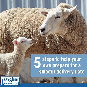 5.3K views · 166 reactions | Get ready for lambing season! Here are 5...