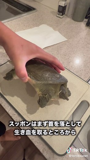 スッポンおさばき方講座：初心者向け解説