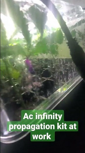 AC infinity propagation kit at work (humidity dome)