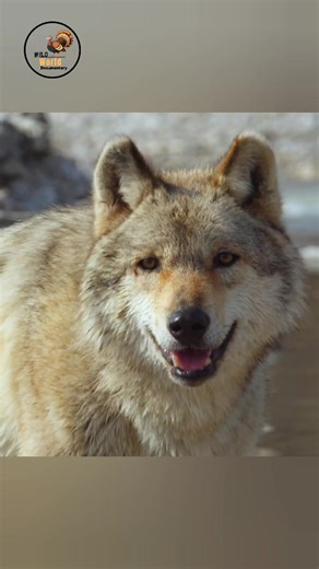 Male And Female Wolf ll #wildlife #animals #wolf #discovery #wildworlddocumentary | Wild World