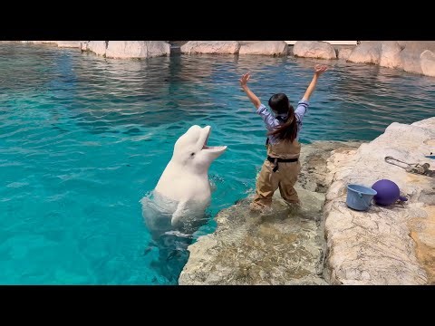 2024/11/10 ベルーガのトレーニング【全頭参加編】@名古屋港水族館