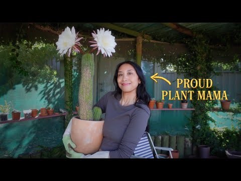 It’s Blooming Season! How I Get My Cacti Bursting with Blooms