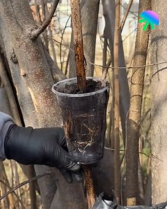 Turn a branch into a fruit tree 🌱 #lifehacks #lifehack #diy #diyfix #quickfix #quicksolution | HistoryLens