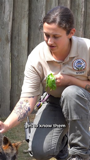 National Zookeeper Week Continues!!!Meet Keeper Aide Amanda. She, like all of our staff, have played an integral part in the care of our animals here at the zoo. Through passion and enthusiasm Amanda is doing what she can to educate our visitors about the natural world. Thank you Zookeepers of the Cougar Mountain Zoo! #NZKW2024 #nationalzookeeperweek #cougarmountainzoo | Cougar Mountain Zoo